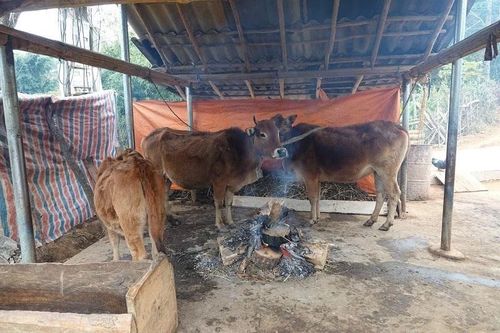 Đưa quy định cấm thả rông gia súc vào hương ước để phòng chống rét hại