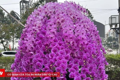 Rộn ràng sắc hoa chuẩn bị Tết Nguyên đán