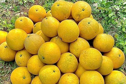 Bưởi Diễn trồng lân cận Hà Nội chất đống vỉa hè, giá chỉ từ 2.000 đồng/quả