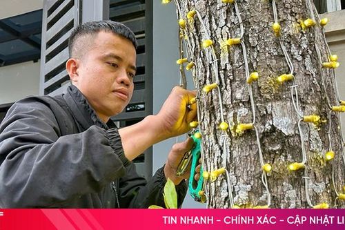 Thợ lắp đèn trang trí 'chạy hết công suất'