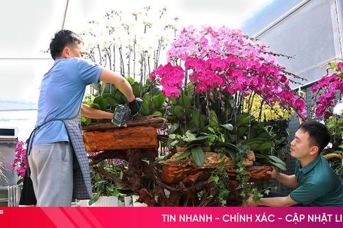 Lan ghép trên lũa gỗ ở Hà Tĩnh: Giá chục triệu vẫn 'cháy hàng'