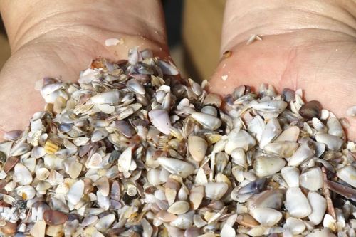 Ngư dân Lâm Đồng cào chằng chằng mưu sinh mùa gió bấc