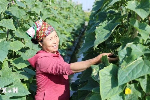 Đại hội XIV của Đảng: Hưng Yên hướng tới nông nghiệp xanh, nông nghiệp tuần hoàn