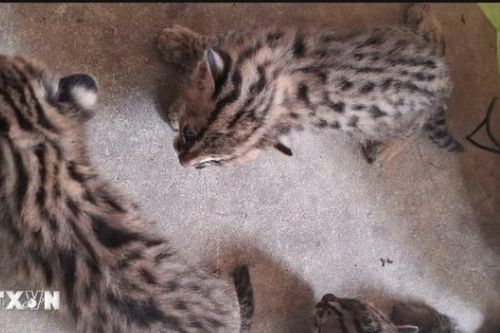 Tây Ninh: Kiểm lâm tiếp nhận 3 cá thể mèo rừng do người dân giao nộp