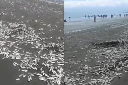 Đi dạo bờ biển, người dân bắt gặp cảnh tượng lạ chưa từng thấy