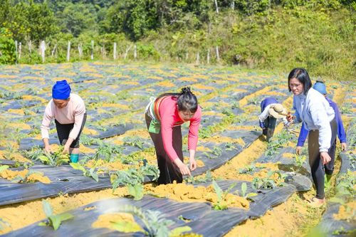 Từ đất dốc Cao Sơn đến vùng dược liệu atiso