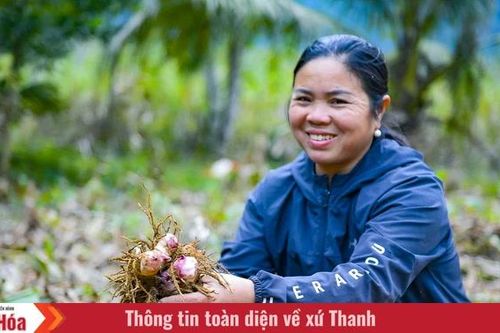 Nông dân Cẩm Thạch phấn khởi thu hoạch dong riềng phục vụ thị trường Tết