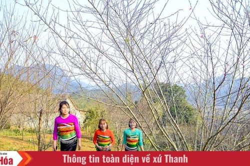 Đào rừng bản địa Cao Sơn