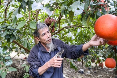 Bưởi tiến vua Luận Văn được mùa, được giá dịp Tết