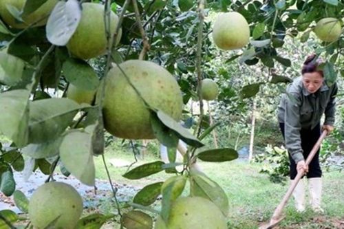 Phú Thọ đẩy mạnh chuyển đổi số, mở hướng giảm nghèo bền vững ở nông thôn