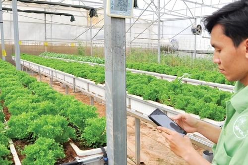 Nông dân Tây Nguyên thoát nghèo bền vững nhờ công nghệ và chuyển đổi số