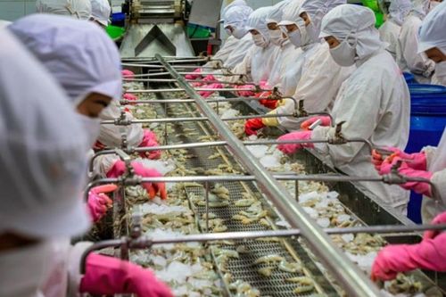 Ngành thủy sản năm 2026: Phát triển xanh, minh bạch và có trách nhiệm
