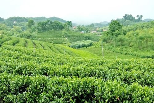 Sẽ áp dụng chuyển đổi số và công nghệ cao trong giảm nghèo