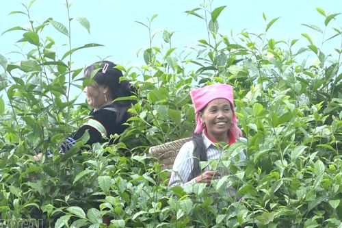 Mô hình sinh kế mới cho người dân vùng cao giảm nghèo