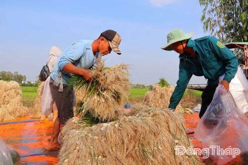 Nhộn nhịp mùa kiệu tết ở Tam Nông