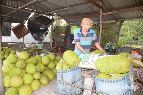 Đồng Tháp: Giá mít tăng mạnh