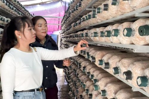 Hiệu quả từ mô hình trồng nấm bào ngư xám ở xã Tuy Phước