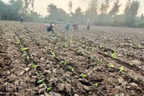 Tăng cường ứng dụng tưới tiết kiệm nước: Nâng cao hiệu quả sản xuất nông nghiệp