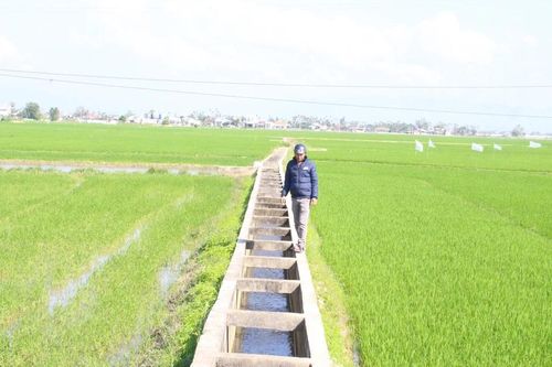 Canh tác lúa theo kỹ thuật tưới ướt - khô xen kẽ: Hướng đi hiệu quả, bền vững