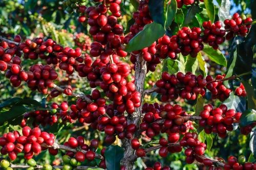 Giá cà phê đảo chiều giảm mạnh 1.300-1.400 đồng/kg