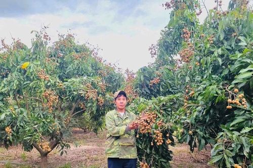Khẩn trương chuyển đổi cơ cấu giống cây trồng