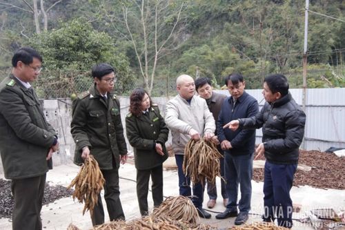 Khảo sát mô hình trồng cây dược liệu dưới tán rừng tại xã Hưng Vũ