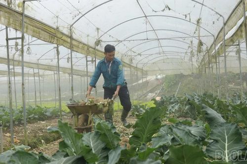 Bảo vệ cây trồng trước thời tiết cực đoan