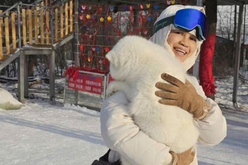 Cáp Nhĩ Tân: Trải nghiệm ôm hồ ly tuyết ấm áp giữa cái lạnh -20 độ C