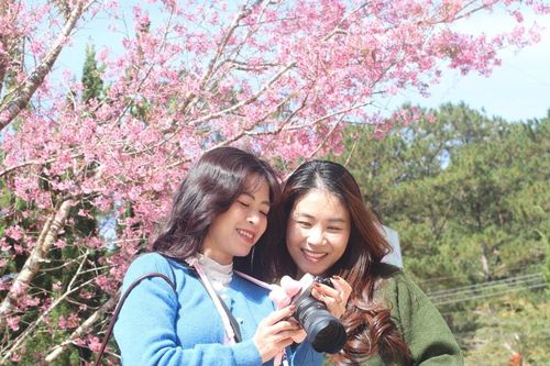 Làng Đưng K'si rực rỡ mùa mai anh đào