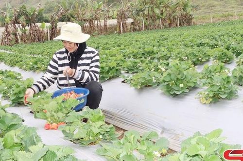 Đột phá trong xây dựng nông thôn mới kiểu mẫu