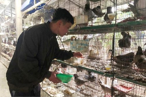 Làm giàu từ mô hình nuôi chim bồ câu