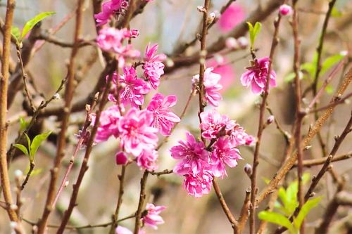 Các nhà vườn vào vụ hoa Tết