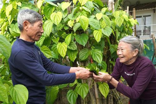Làng trồng trầu không nức tiếng chuẩn bị cho mùa Tết