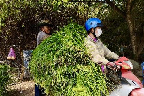 Chợ cỏ độc nhất miền Tây