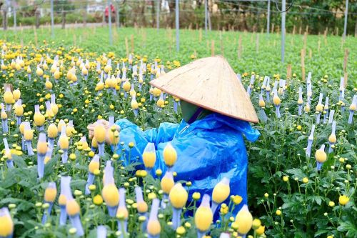 Tết đã 'khẽ' về trên những sắc hoa