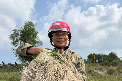 Nông dân Đà Nẵng phấn khởi vì củ kiệu được mùa, được giá