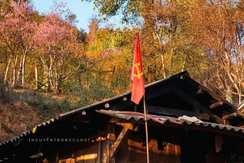 Hoa đào rừng nhuộm hồng bản làng Xím Vàng