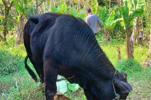 Bò đực có 6 chân ở Thanh Hóa và loạt động vật 'dị' từng ghi nhận ở Việt Nam