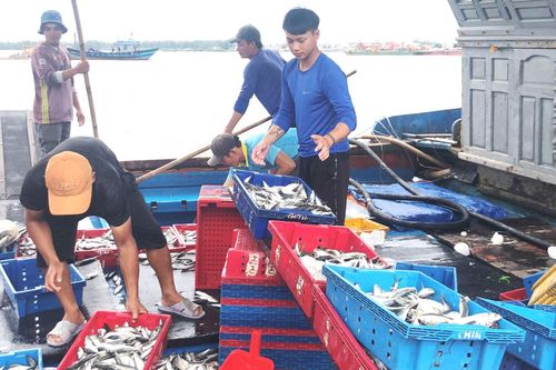 TP Huế: Hỗ trợ ngư dân chuyển đổi sinh kế, chấm dứt tình trạng tàu cá '3 không'
