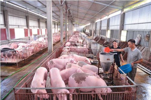 Ngành Chăn nuôi và Thú y: Năm 2026 sẽ đẩy mạnh tổ chức lại hệ thống giết mổ vật nuôi