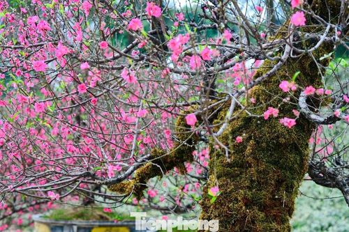 Vẻ đẹp rêu phong của đào cổ thụ Tây Bắc 'đốn tim' người chơi Hà Nội