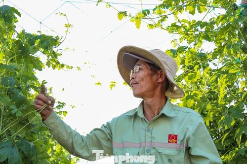 Vựa rau ở Gia Lai hồi sinh đón Tết