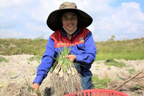 'Thủ phủ' kiệu vào vụ Tết: Nhổ đến đâu, thương lái cân mua đến đó