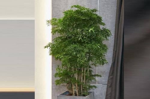 Cây Đinh lăng trước nhà: Cách giữ lộc bền lâu cho không gian sống
