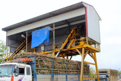 Công ty Cổ phần Mía đường Sông Con triển khai nhiều chính sách hỗ trợ người trồng mía