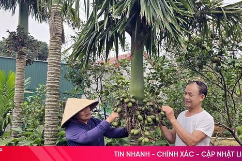 Hiệu quả kép từ mô hình ươm cây cau cảnh