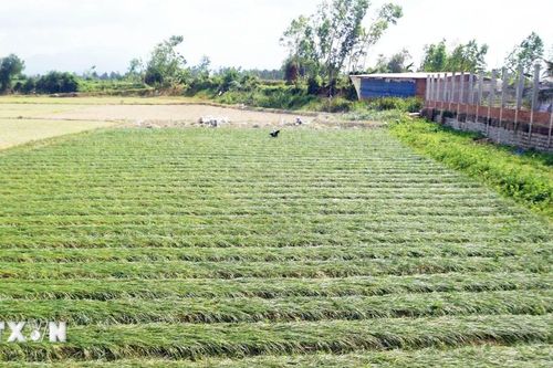 Gia Lai: Người dân vui mừng có vụ kiệu Tết bội thu, giá cao