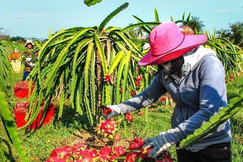 Lâm Đồng: Thanh long nghịch vụ giá cao mang lại lợi nhuận lớn cho nhà vườn