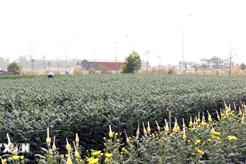 Làng hoa ở Thái Nguyên hồi sinh sau lũ