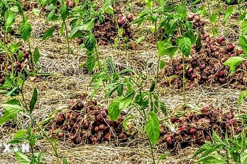 Cà Mau: Hành tím đang bước vào vụ thu hoạch phục vụ thị trường Tết Nguyên đán